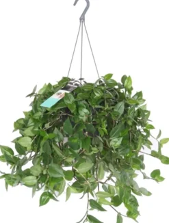 Sale Dreimasterblume (Tradescantia 'Green Hill') D 17 H 35 cm Grünpflanzen|Tradescantia