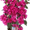Clearance Drillingsblume (Bougainvillea glabra 'Sanderiana') D 21 H 70 cm Kletterpflanzen|Blühende Pflanzen