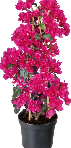 Outlet Drillingsblume (Bougainvillea glabra 'Sanderiana') D 21 H 70 cm Blühende Pflanzen|Kletterpflanzen