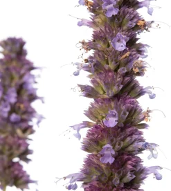 Sale Duftnessel (Agastache 'Blue Fortune') D 11 H 10 cm Blühende Pflanzen|Mehrjährige Pflanzen