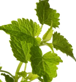 Clearance Duftnessel (Agastache Rugosa 'Alabaster') D 11 H 20 cm Blühende Pflanzen|Mehrjährige Pflanzen