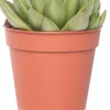 Clearance Echeverie (Echeveria 'Miranda') D 12 H 14 cm Kleine Zimmerpflanzen|Für Sonne