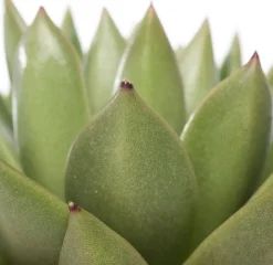 Clearance Echeverie (Echeveria 'Miranda') D 12 H 14 cm Kleine Zimmerpflanzen|Für Sonne