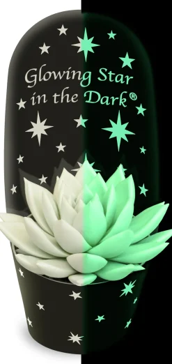 Clearance Echeverie (Echeveria 'Star in the Dark') D 11 H 13 cm Kleine Zimmerpflanzen|Für Sonne