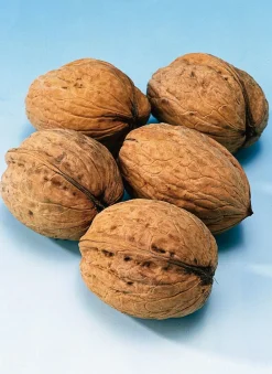 Discount Echte Walnuss (Juglans regia 'Broadview') Blühende Pflanzen|Obstbäume & -Sträucher