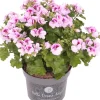 New Edelgeranie (Pelargonium grandiflorum 'Angel') D 12 H 15 cm Blühende Pflanzen|Einjährige Pflanzen