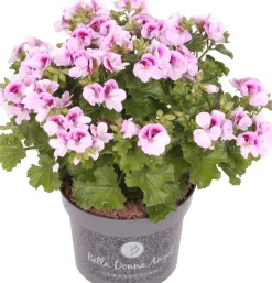 New Edelgeranie (Pelargonium grandiflorum 'Angel') D 12 H 15 cm Blühende Pflanzen|Einjährige Pflanzen