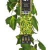Sale Efeu (Hedera colchica 'Sulphur Heart') D 23 H 210 cm Kletterpflanzen|Immergrüne Pflanzen