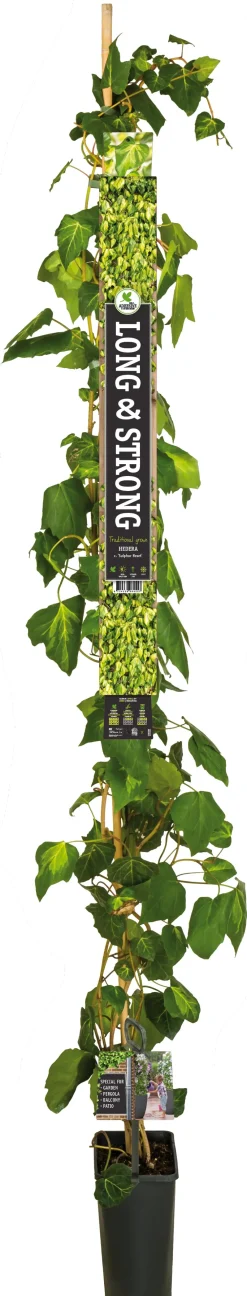 Sale Efeu (Hedera colchica 'Sulphur Heart') D 23 H 210 cm Kletterpflanzen|Immergrüne Pflanzen