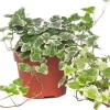 Online Efeu (Hedera helix 'White Wonder') D 13 H 40 cm Für Schatten|Luftreinigende Pflanzen