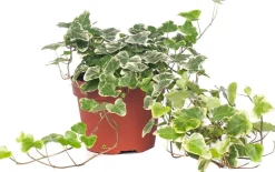 Online Efeu (Hedera helix 'White Wonder') D 13 H 40 cm Für Schatten|Luftreinigende Pflanzen