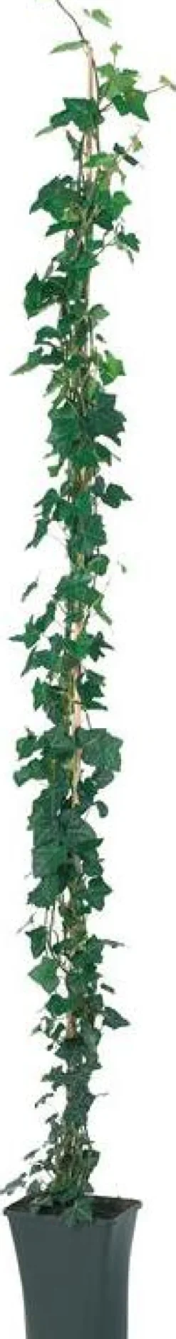 Efeu (Hedera hibernica) D 19 H 180 cm Kletterpflanzen|Immergrüne Pflanzen