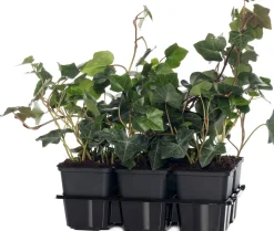 Best Efeu (Hedera hibernica) D 9 H 10 cm 6 Pflanzen Kletterpflanzen|Immergrüne Pflanzen
