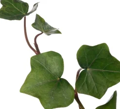 Best Efeu (Hedera hibernica) D 9 H 10 cm 6 Pflanzen Kletterpflanzen|Immergrüne Pflanzen