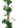 Best Efeu (Hedera hibernica) D 11 H 90 cm Kletterpflanzen|Immergrüne Pflanzen
