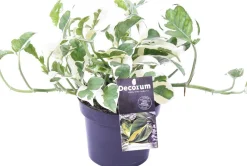 Online Efeutute (Epipremnum aureum 'N'Joy') D 12 H 15 cm Kleine Zimmerpflanzen|Grünpflanzen