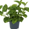 Outlet Efeutute (Epipremnum pinnatum 'Global Green') D 12 H 20 cm Kleine Zimmerpflanzen|Grünpflanzen