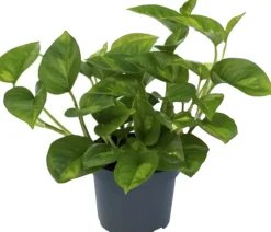 Outlet Efeutute (Epipremnum pinnatum 'Global Green') D 12 H 20 cm Kleine Zimmerpflanzen|Grünpflanzen