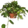 Clearance Efeutute im Hängetopf (Epipremnum 'Aureum') D 19 H 40 cm Grünpflanzen|Efeutute