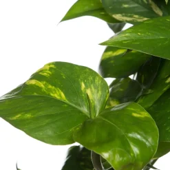 Clearance Efeutute im Hängetopf (Epipremnum 'Aureum') D 19 H 40 cm Grünpflanzen|Efeutute