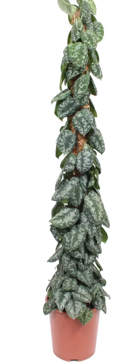 Sale Efeutute mit Moosstab (Epipremnum pictus 'Trebie') D 27 H 150 cm Große Pflanzen|Grünpflanzen