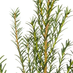 Eibe (Taxus baccata) Heckenpflanzen|Immergrüne Pflanzen