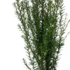 Discount Eibe (Taxus baccata) D 17 H 50 cm Heckenpflanzen|Immergrüne Pflanzen