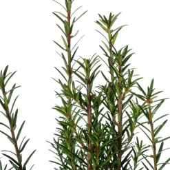 Discount Eibe (Taxus baccata) D 17 H 50 cm Heckenpflanzen|Immergrüne Pflanzen