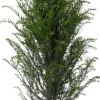 Hot Eibe (Taxus baccata) D 21 H 50 cm Heckenpflanzen|Immergrüne Pflanzen
