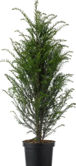 Hot Eibe (Taxus baccata) D 21 H 50 cm Heckenpflanzen|Immergrüne Pflanzen