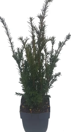 Sale Eibenbaum (Taxus media 'Groenland') D 17 H 60 cm Heckenpflanzen|Immergrüne Pflanzen