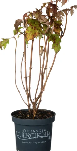 Hot Eichenblatthortensie (Hydrangea quercifolium 'Ice Crystal') D 19 H 40 cm Hortensien|Blühende Pflanzen