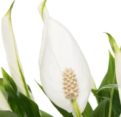 Outlet Einblatt (Spathiphyllum 'Pearl') D 15 cm H 35 cm Blühende Zimmerpflanzen|Einblatt