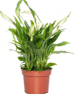 Sale Einblatt (Spathiphyllum 'Rondo') D 10,5 H 30 cm Für Schatten|Blühende Zimmerpflanzen
