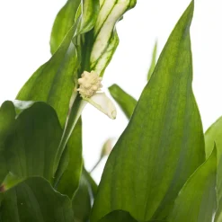 Sale Einblatt (Spathiphyllum 'Rondo') D 10,5 H 30 cm Für Schatten|Blühende Zimmerpflanzen