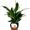New Einblatt (Spathiphyllum 'Sweet Chico') D 13 cm H 55 cm Blühende Zimmerpflanzen|Einblatt