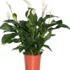 Online Einblatt (Spathiphyllum 'Sweet Lauretta') D 24 H 105 cm Luftreinigende Pflanzen|Große Pflanzen