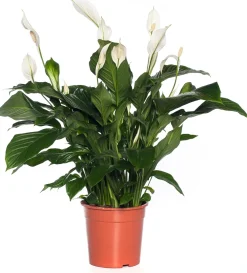 Online Einblatt (Spathiphyllum 'Sweet Lauretta') D 24 H 105 cm Luftreinigende Pflanzen|Große Pflanzen