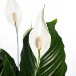 Online Einblatt (Spathiphyllum 'Sweet Lauretta') D 24 H 105 cm Luftreinigende Pflanzen|Große Pflanzen
