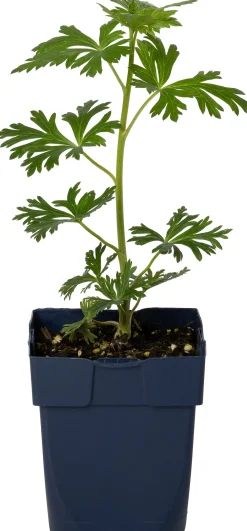 Clearance Eisenhut (Aconitum carmichaelii 'Cloudy') D 11 H 80 cm Blühende Pflanzen|Pflanzen Für Schatten