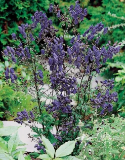 Eisenhut (Aconitum henryi 'Spark's Variety') D 11 H 5 cm Pflanzen Für Schatten|Winterharte Pflanzen