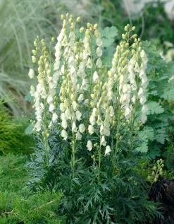 Online Eisenhut (Aconitum napellus 'Album') Pflanzen Für Schatten|Mehrjährige Pflanzen