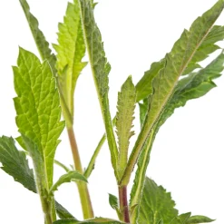 Hot Eisenkraut (Verbena bonariensis) D 9 H 5 cm Mehrjährige Pflanzen|Eisenkraut