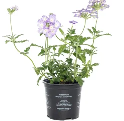 Outlet Eisenkraut (Verbena) D 10,5 H 20 cm Blühende Pflanzen|Mehrjährige Pflanzen