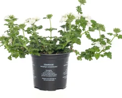 Outlet Eisenkraut (Verbena) D 10,5 H 20 cm Blühende Pflanzen|Mehrjährige Pflanzen