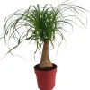 Discount Elefantenfuß (Beaucarnea 'Maya Palm') D 19 cm H 60 cm Grünpflanzen|Elefantenfuß