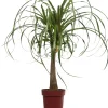 Clearance Elefantenfuß (Beaucarnea 'Maya Palm') D 24 H 85 cm Grünpflanzen|Elefantenfuß