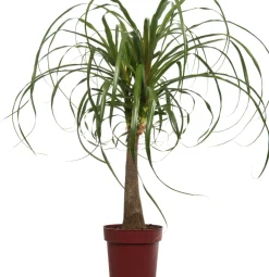 Clearance Elefantenfuß (Beaucarnea 'Maya Palm') D 24 H 85 cm Grünpflanzen|Elefantenfuß