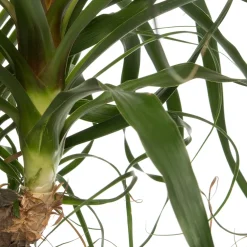 Clearance Elefantenfuß (Beaucarnea 'Maya Palm') D 24 H 85 cm Grünpflanzen|Elefantenfuß