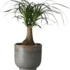 Hot Elefantenfuß (Beaucarnea recurvata) D 14 cm H 40 cm Grünpflanzen|Elefantenfuß